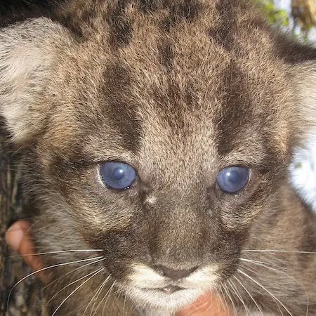 thumbnail for publication: Floridians' Perceptions of Endangered Species